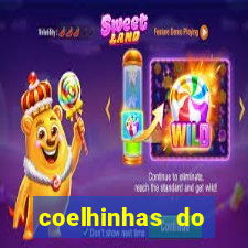 coelhinhas do brasil recife